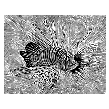 Red Sea II Lion Fish