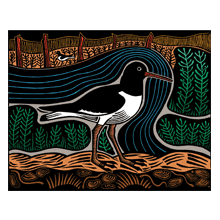 Oyster Catcher hand coloured