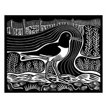 Oyster Catcher