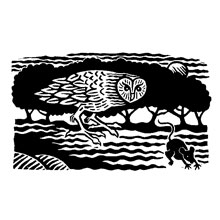 Barn Owl